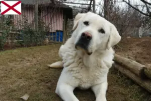 Read more about the article Akbash breeders and puppies in Alabama