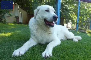 Read more about the article Akbash breeders and puppies in Alaska