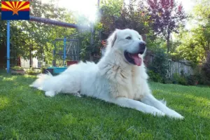 Read more about the article Akbash breeders and puppies in Arizona