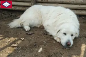 Read more about the article Akbash breeders and puppies in Arkansas