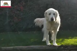 Read more about the article Akbash breeders and puppies in California