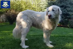 Read more about the article Akbash breeders and puppies in Connecticut