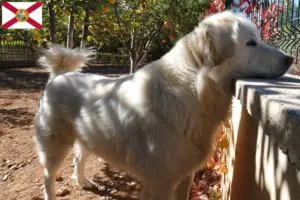 Read more about the article Akbash breeders and puppies in Florida