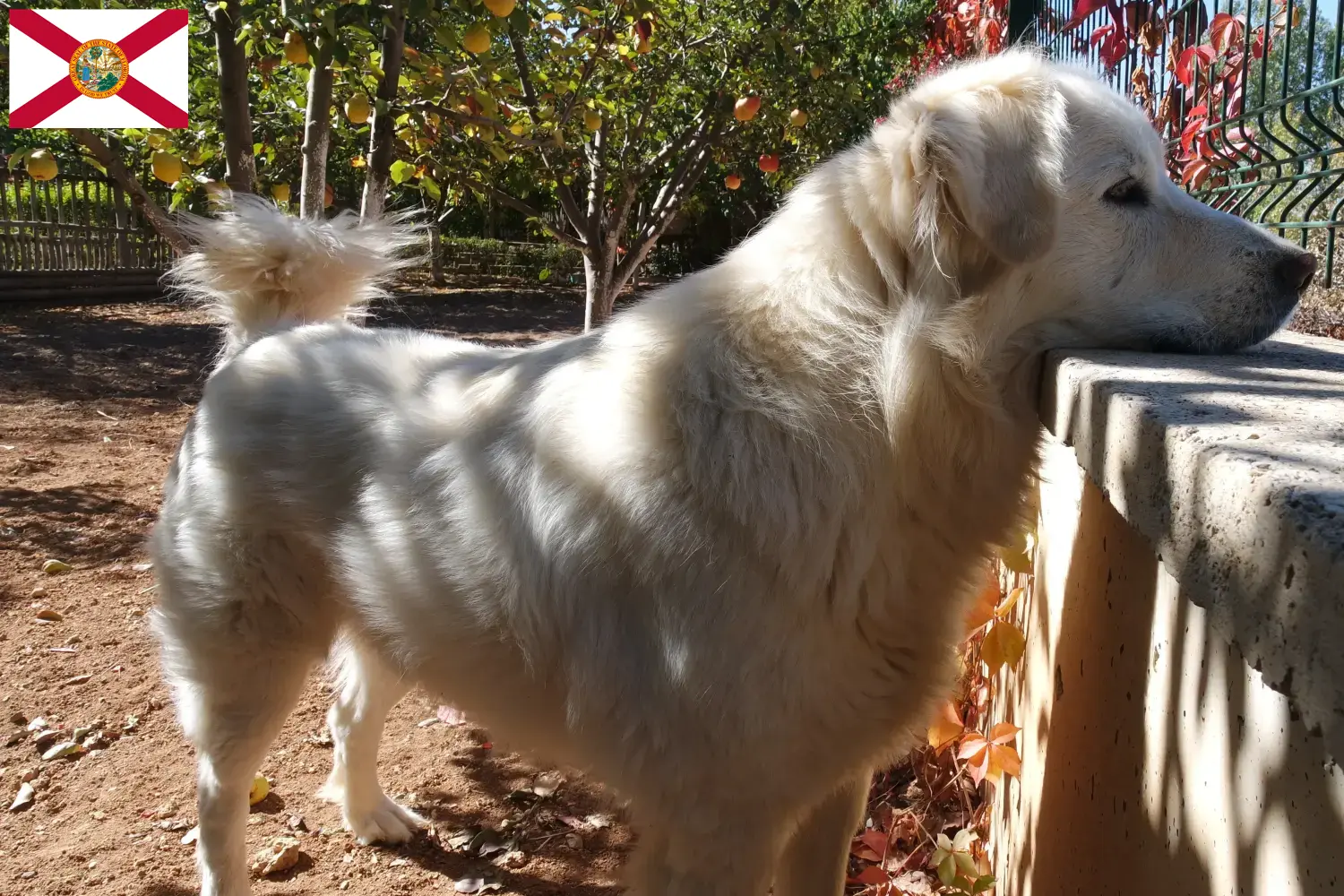 Akbash puppies and breeders Florida Here you can find Akbash's breeders in Florida.