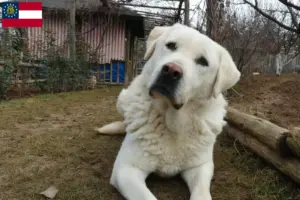 Read more about the article Akbash breeders and puppies in Georgia