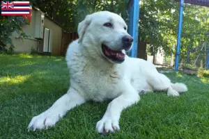 Read more about the article Akbash breeders and puppies in Hawaii