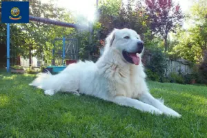 Read more about the article Akbash breeders and puppies in Idaho