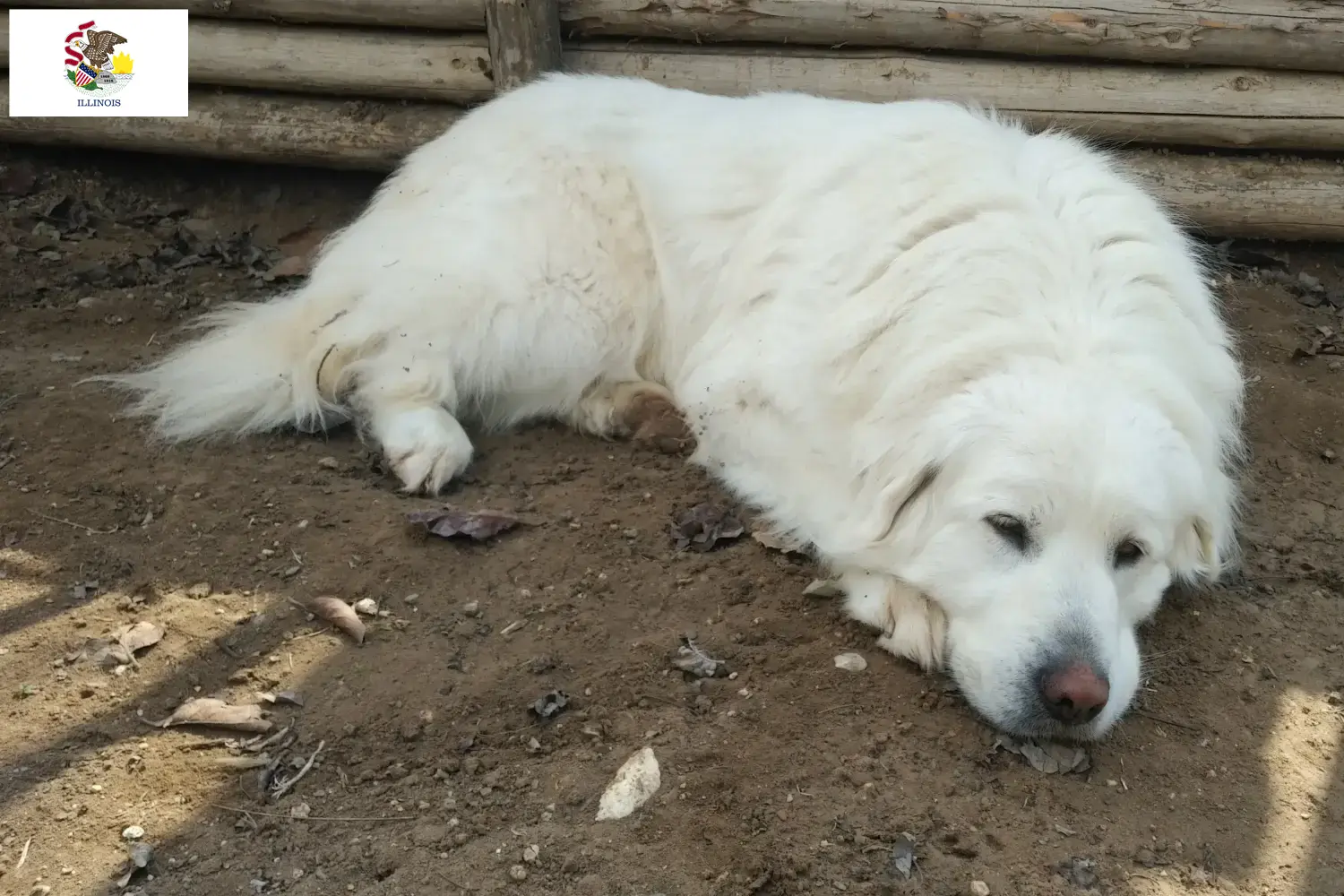 Akbash puppies and breeders Illinois Here you can find Akbash breeders in Illinois.