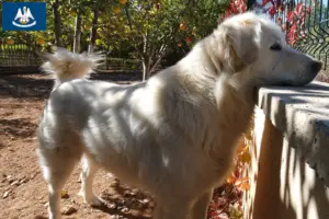 Read more about the article Akbash breeders and puppies in Louisiana