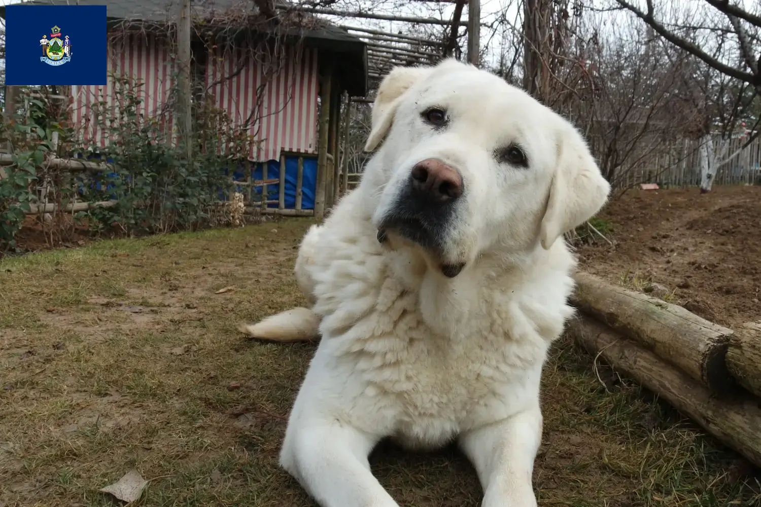 Read more about the article Akbash breeders and puppies in Maine