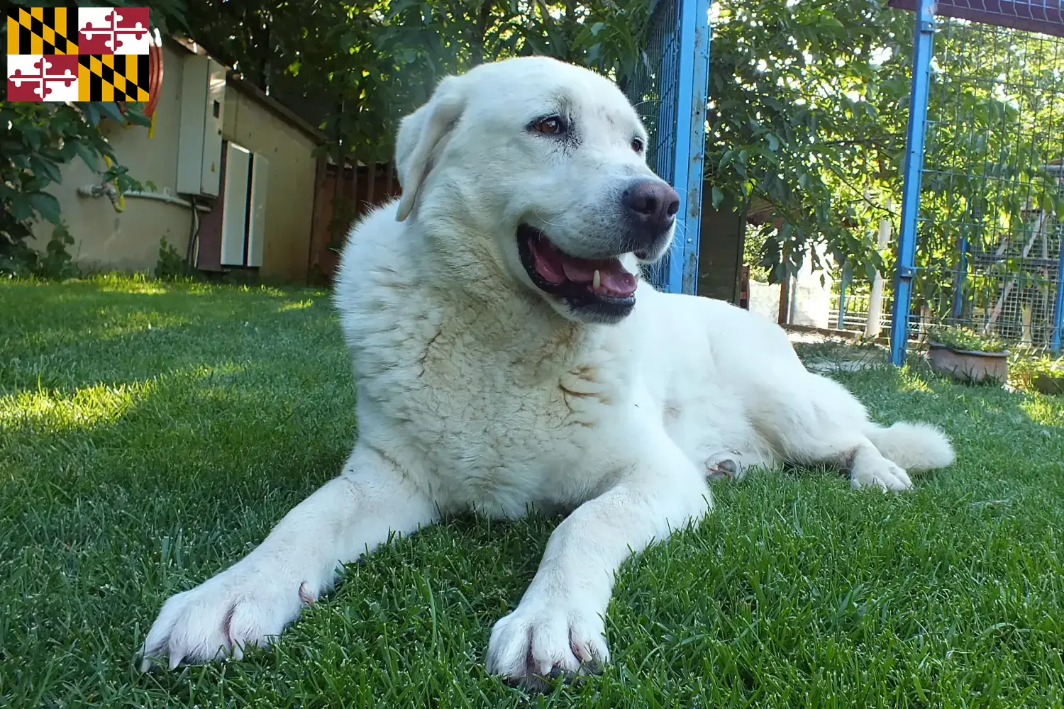 Read more about the article Akbash breeders and puppies in Maryland