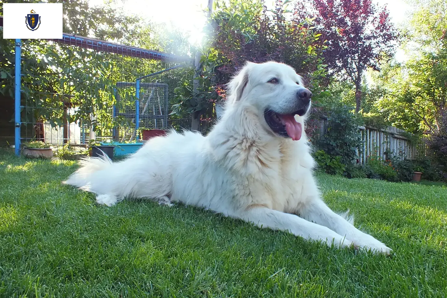 Read more about the article Akbash breeders and puppies in Massachusetts