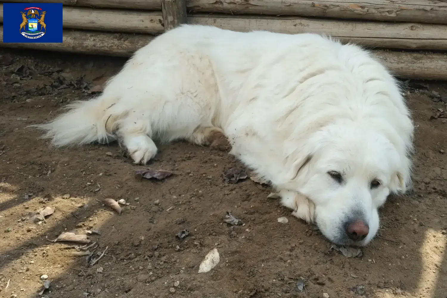 Read more about the article Akbash breeders and puppies in Michigan