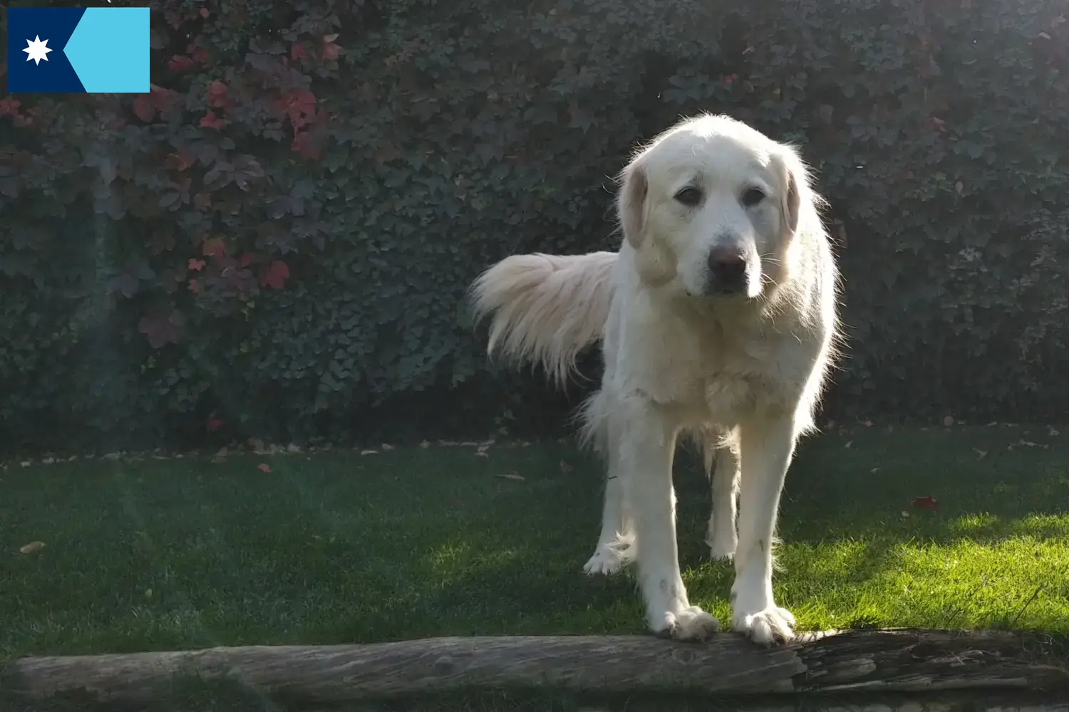 Read more about the article Akbash breeders and puppies in Minnesota