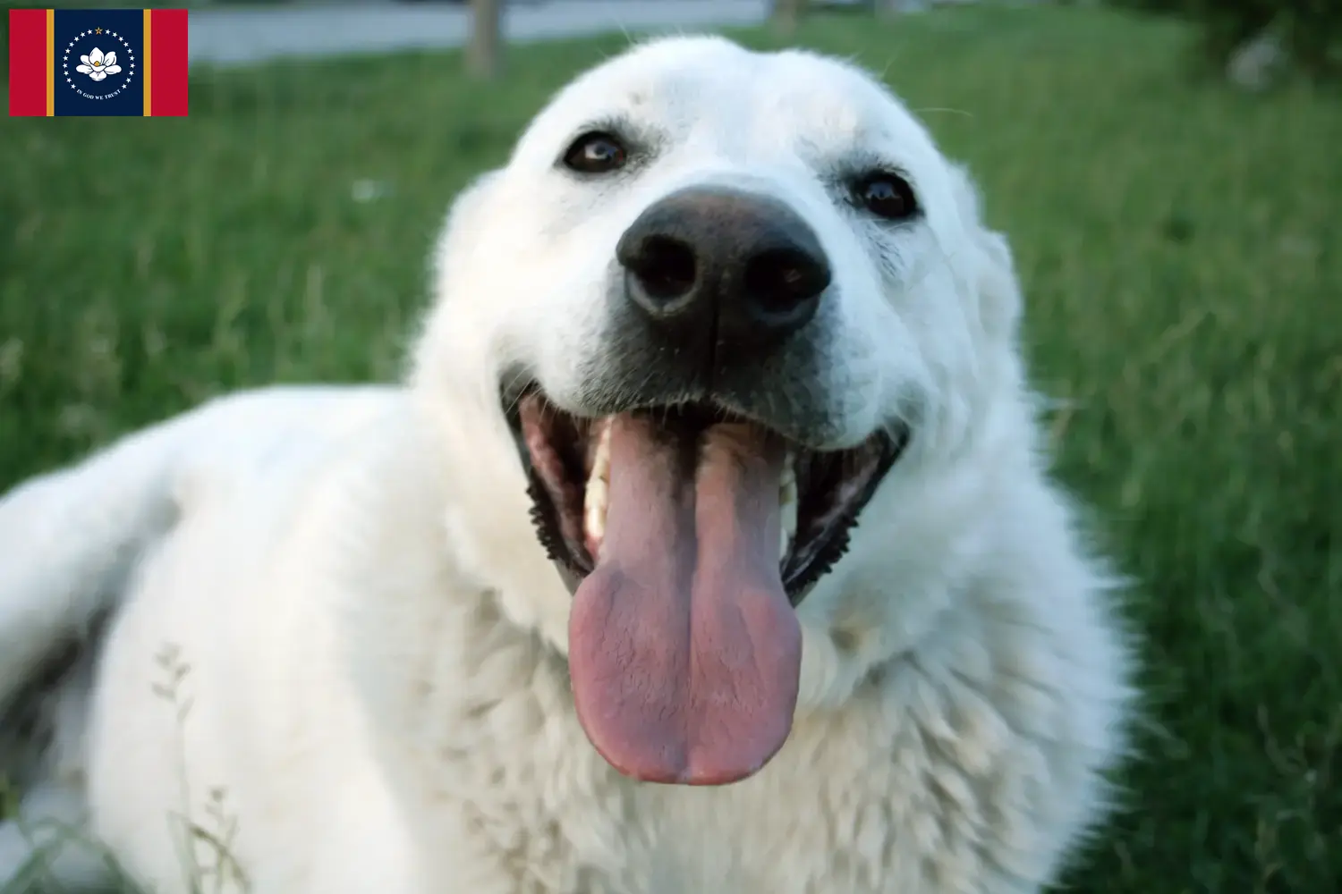 Read more about the article Akbash breeders and puppies in Mississippi