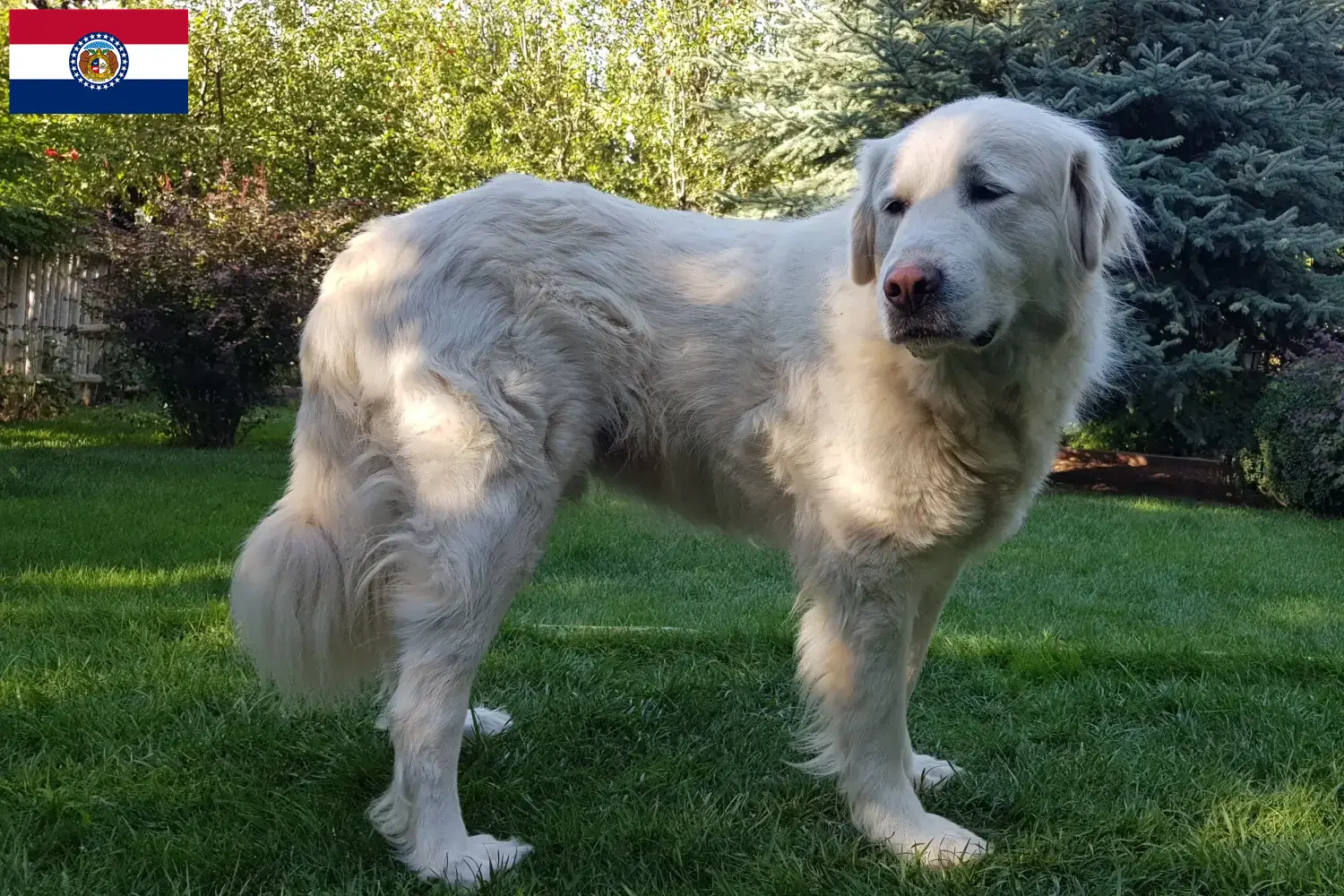 Read more about the article Akbash breeders and puppies in Missouri
