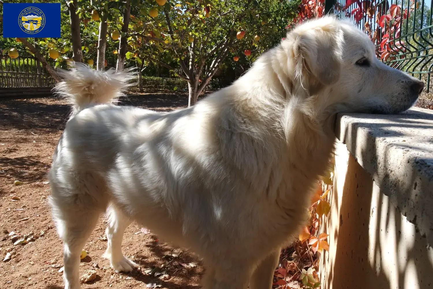Read more about the article Akbash breeders and puppies in Nebraska