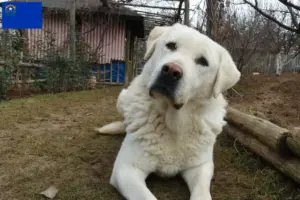 Read more about the article Akbash breeders and puppies in Nevada