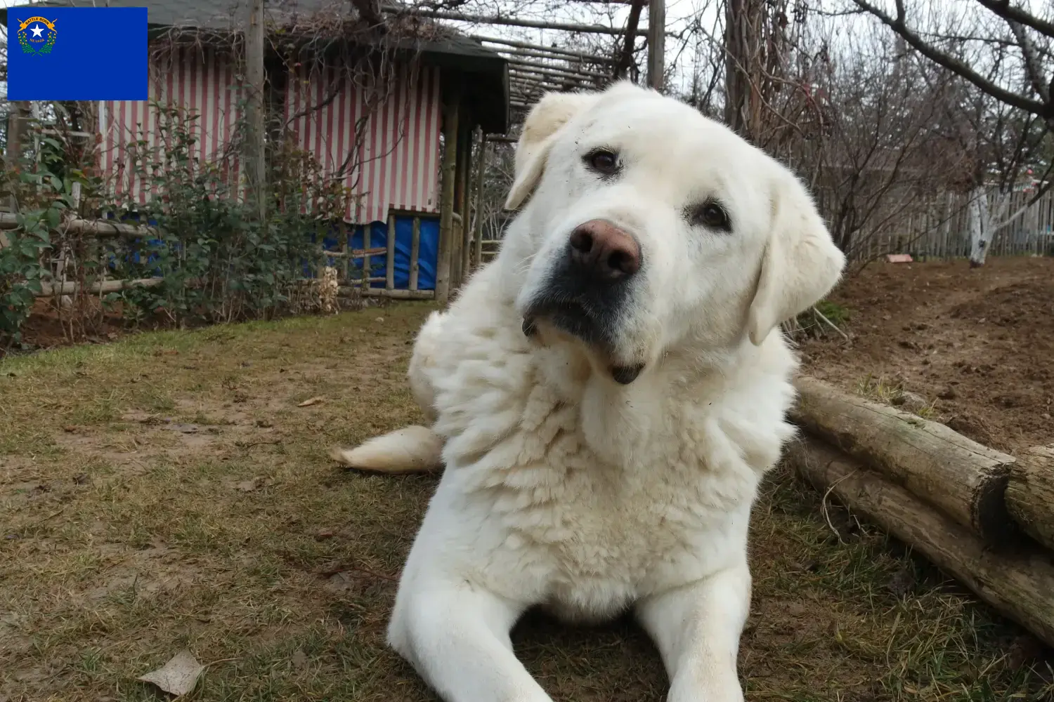Read more about the article Akbash breeders and puppies in Nevada
