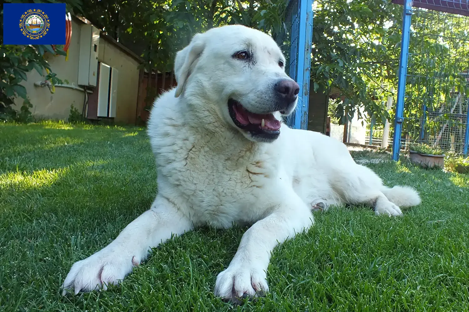 Read more about the article Akbash breeders and puppies in New Hampshire