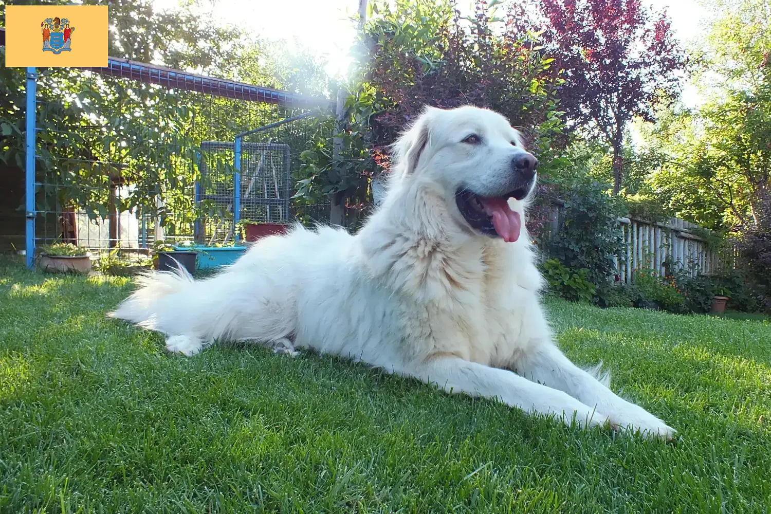 Read more about the article Akbash breeders and puppies in New Jersey