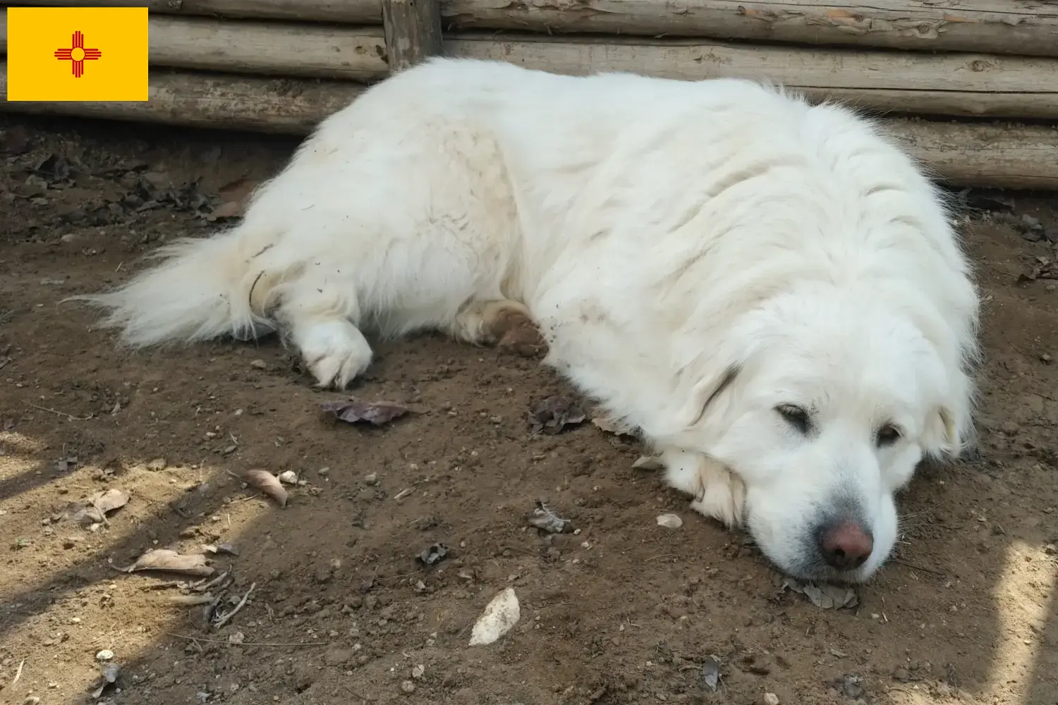 Read more about the article Akbash breeders and puppies in New Mexico