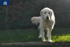 Read more about the article Akbash breeders and puppies in New York