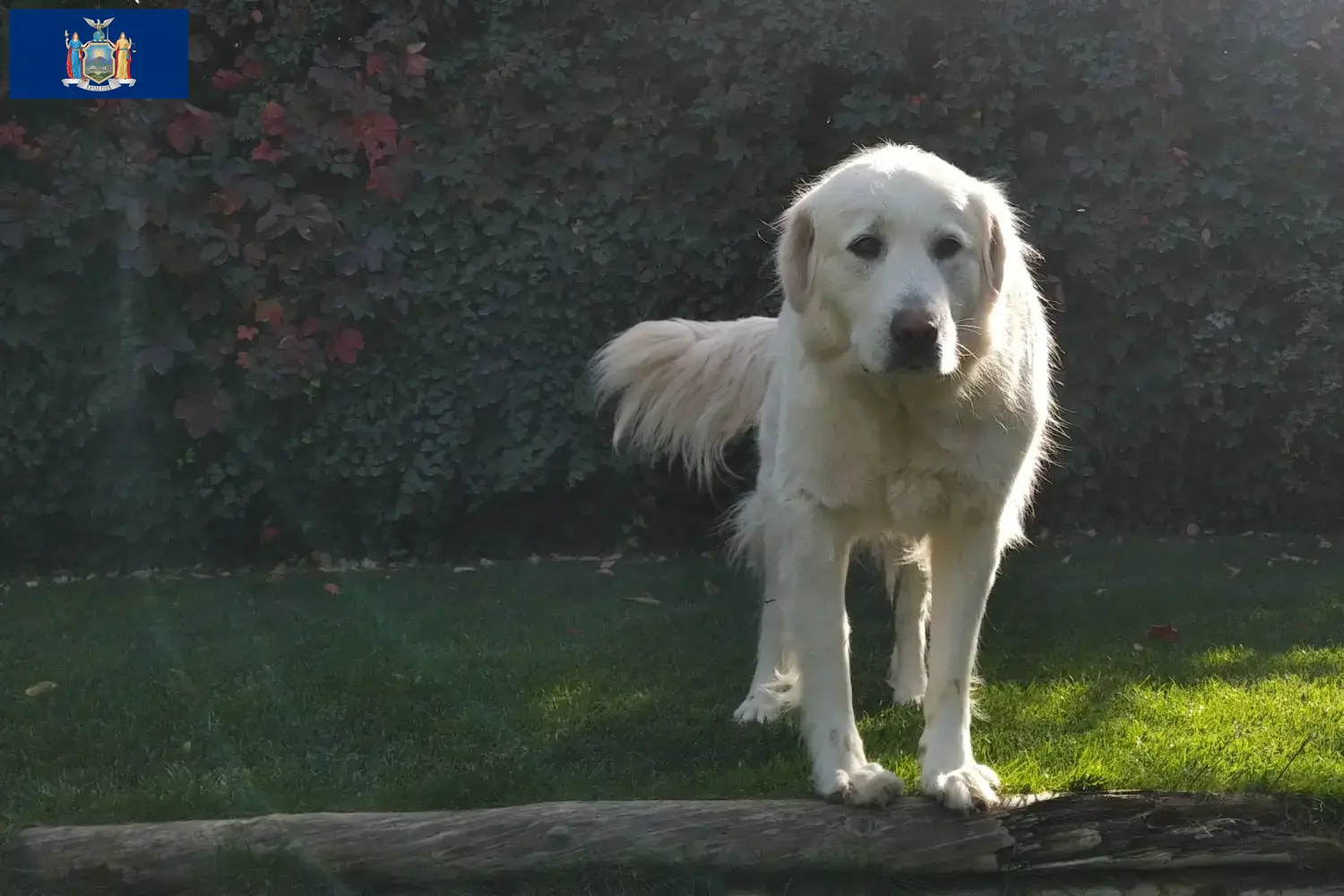 Read more about the article Akbash breeders and puppies in New York