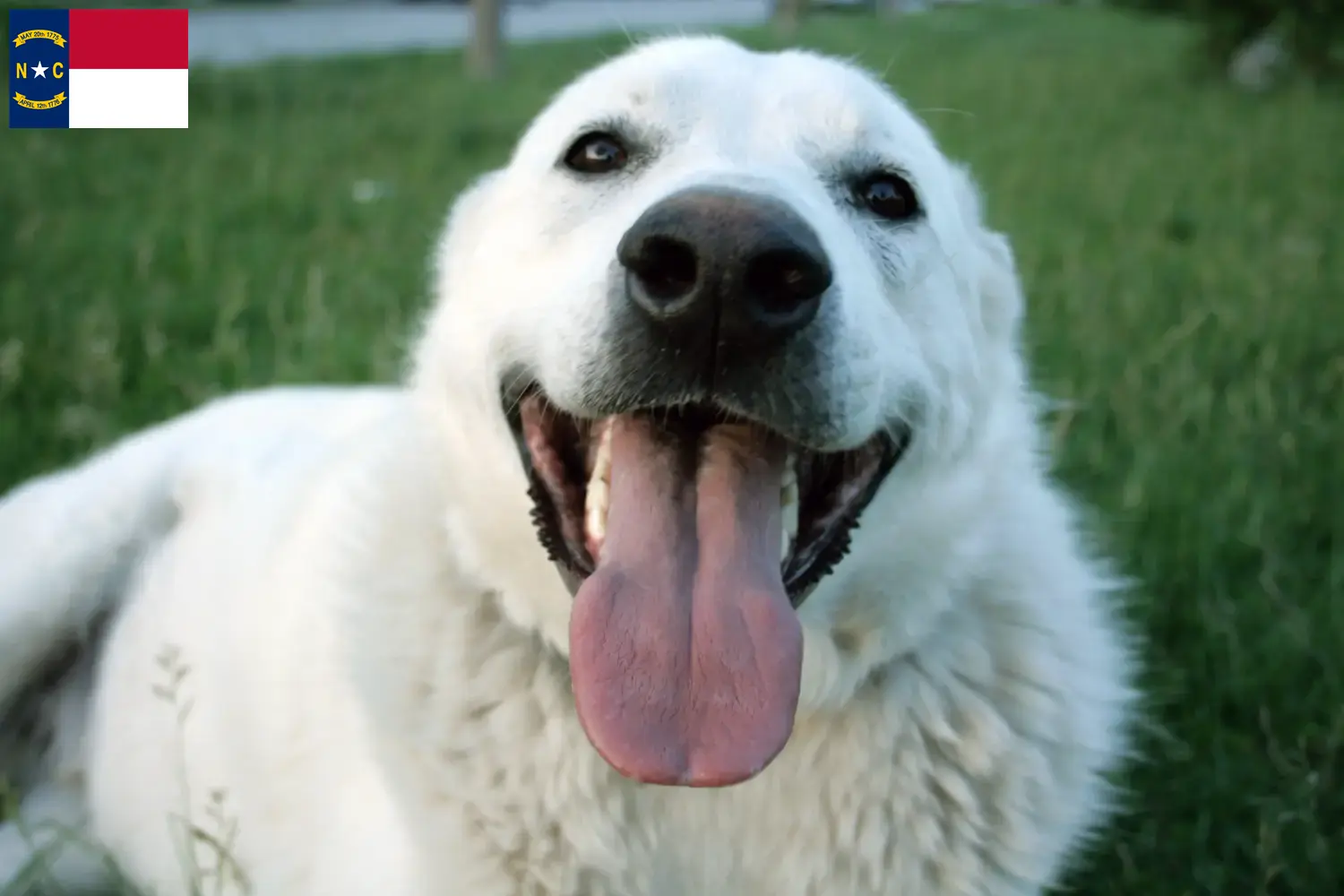 Read more about the article Akbash breeders and puppies in North Carolina