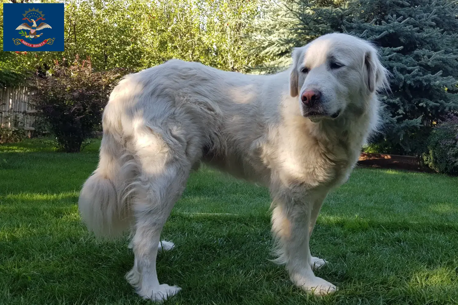 Read more about the article Akbash breeders and puppies in North Dakota