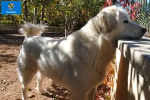 Read more about the article Akbash breeders and puppies in Oklahoma