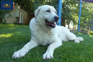 Read more about the article Akbash breeders and puppies in Pennsylvania