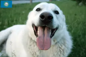 Read more about the article Akbash breeders and puppies in South Dakota