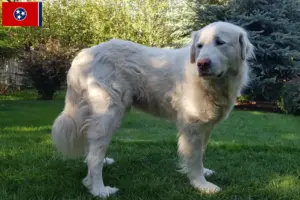 Read more about the article Akbash breeders and puppies in Tennessee