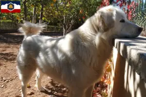 Read more about the article Akbash breeders and puppies in Utah