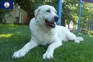 Read more about the article Akbash breeders and puppies in Virginia