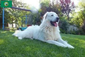 Read more about the article Akbash breeders and puppies in Washington