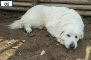 Read more about the article Akbash breeders and puppies in West Virginia