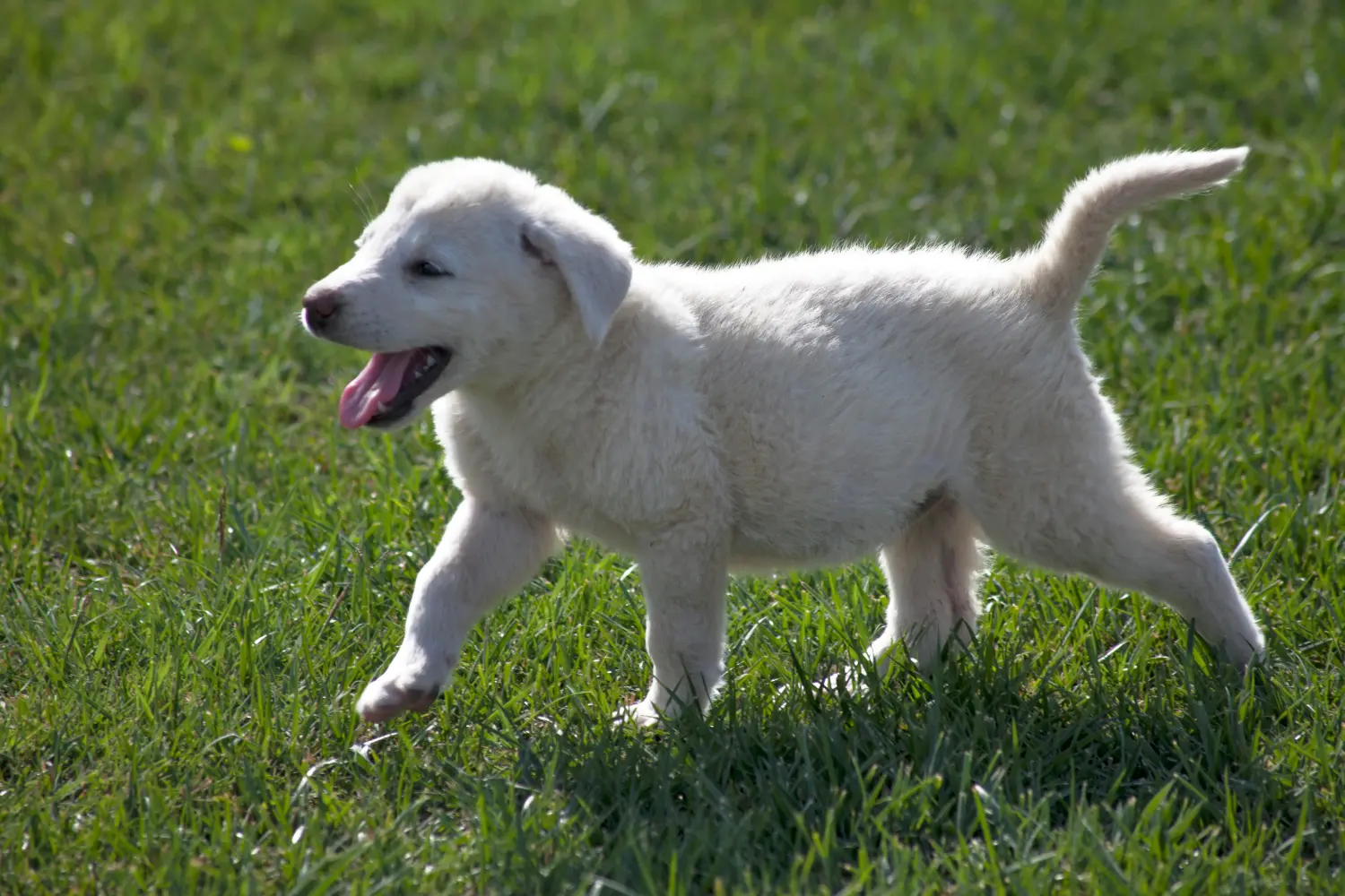 Buying an Akbash puppy means taking responsibility! Buy Akbash puppies.