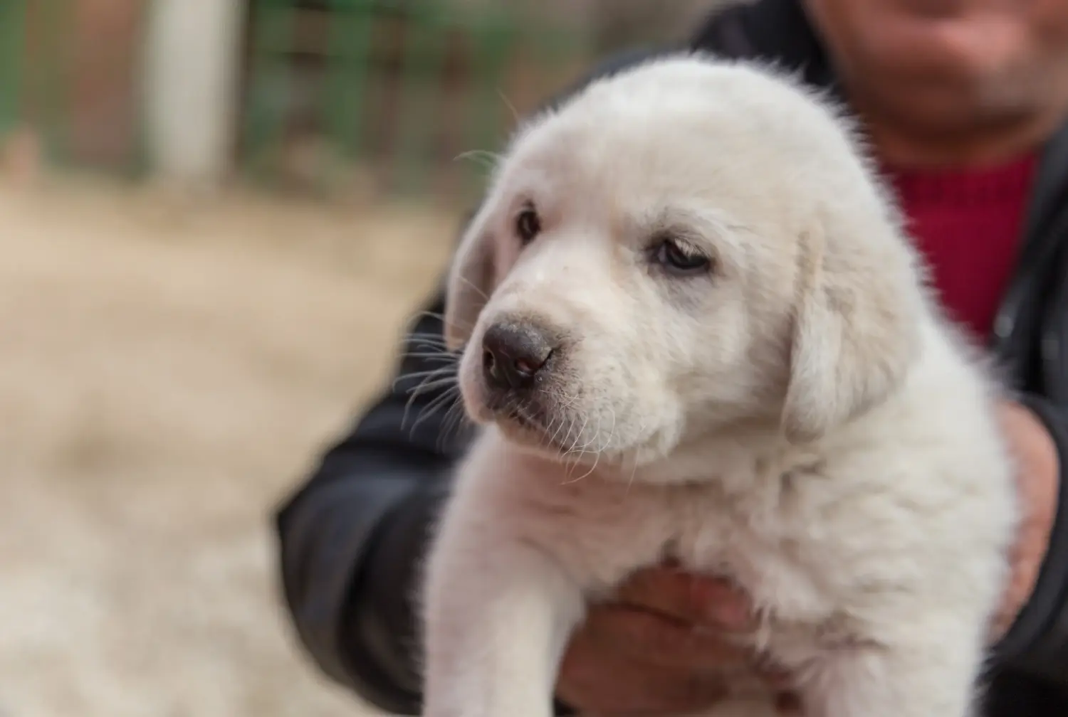 Buying an Akbash puppy means taking responsibility! Buy Akbash puppies.