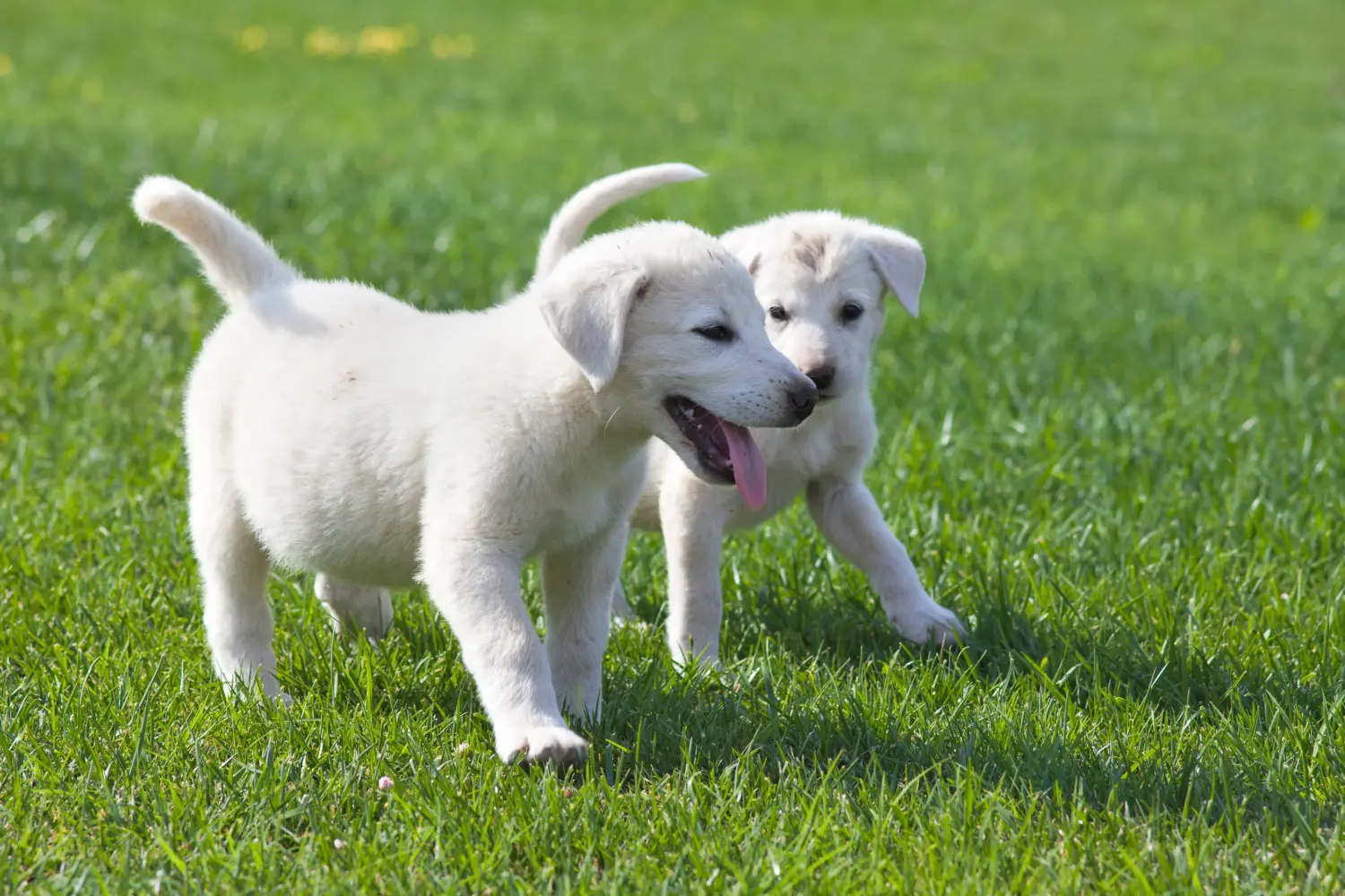 Buying an Akbash puppy means taking responsibility! Buy Akbash puppies.