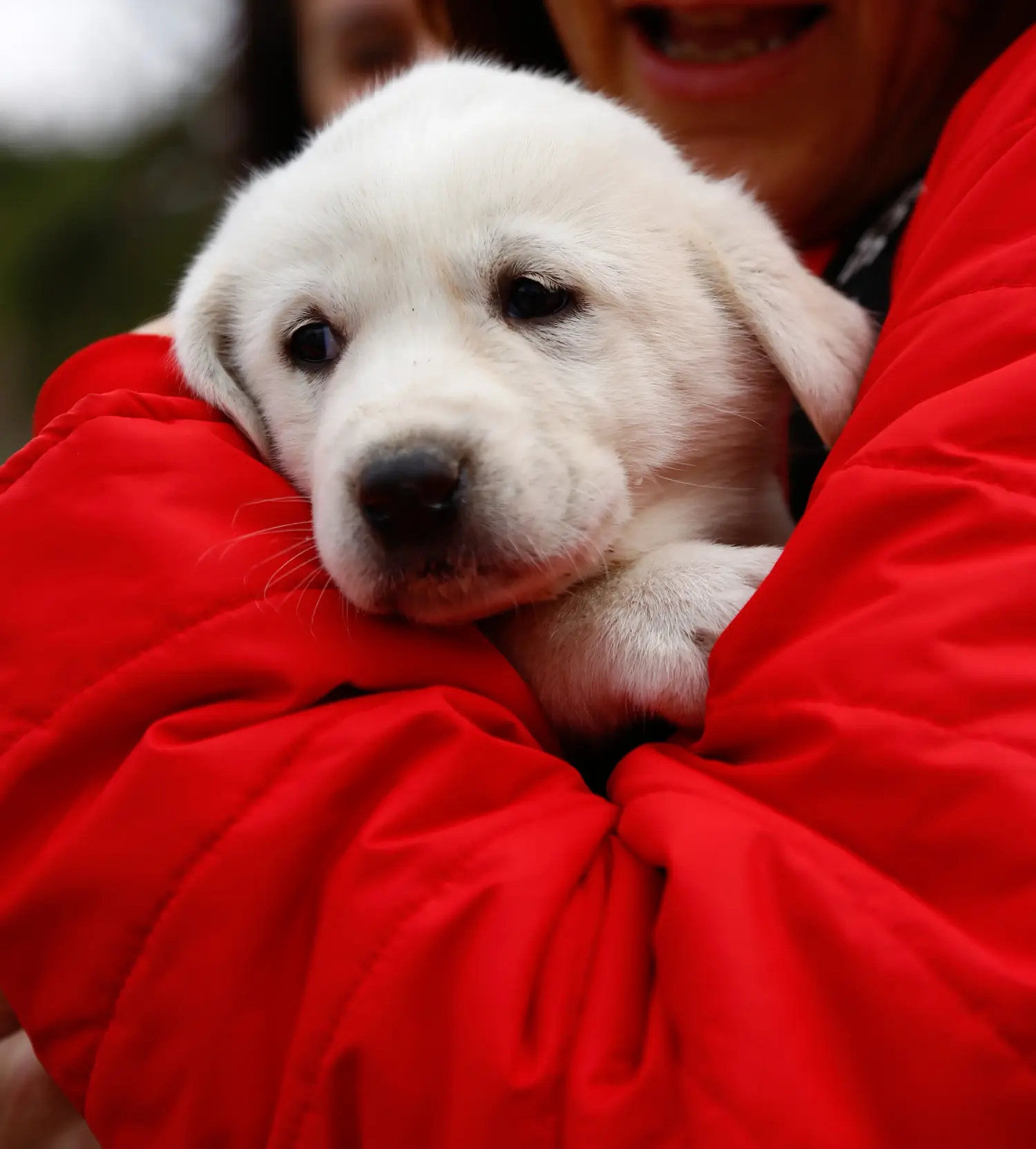 Buying an Akbash puppy means taking responsibility! Buy Akbash puppies.