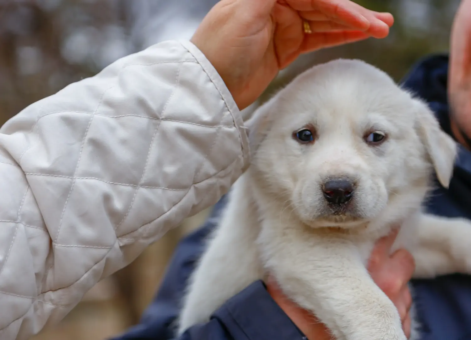 Buying an Akbash puppy means taking responsibility! Buy Akbash puppies.