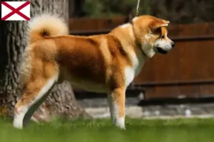 Read more about the article Akita breeders and puppies in Alabama