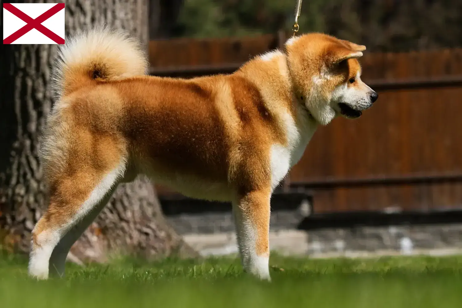 Akita puppies and breeder Alabama Here you can find Akita breeders in Alabama.