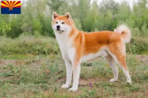 Read more about the article Akita breeders and puppies in Arizona