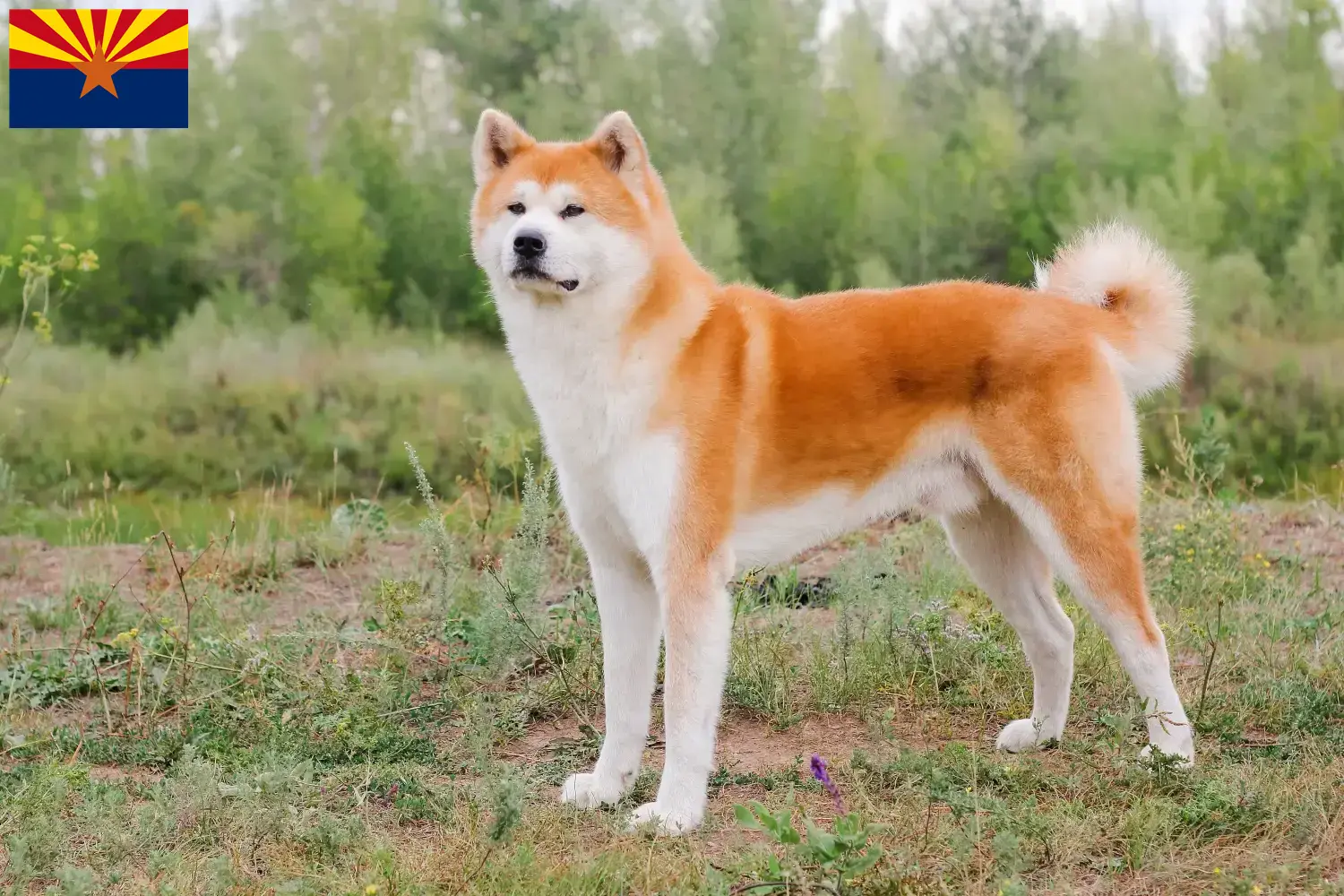 Akita puppies and breeder Arizona Here you can find Akita breeders in Arizona.