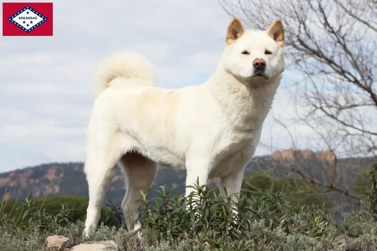 Akita puppies and breeders Arkansas Here you can find Akitas breeders in Arkansas.