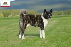 Read more about the article Akita breeders and puppies in California