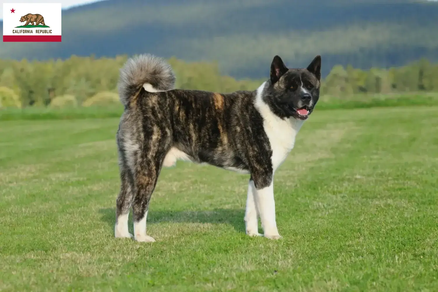 Akita puppies and breeder California Here you can find Akita breeders in California.